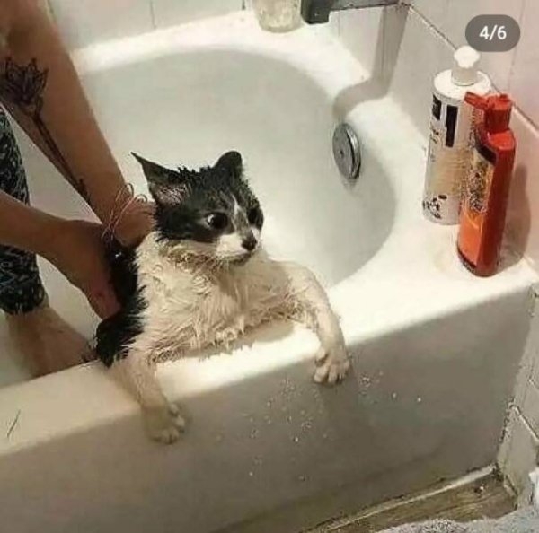 funnycats16_026