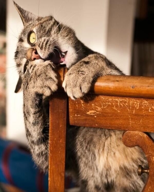 funnycats16_027