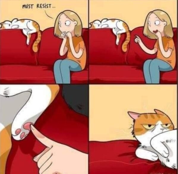 funnycats16_028