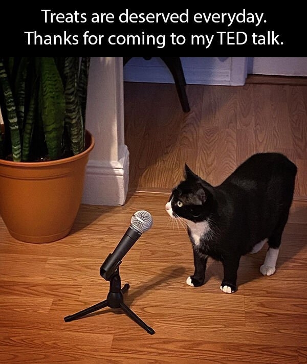 funnycats16_030
