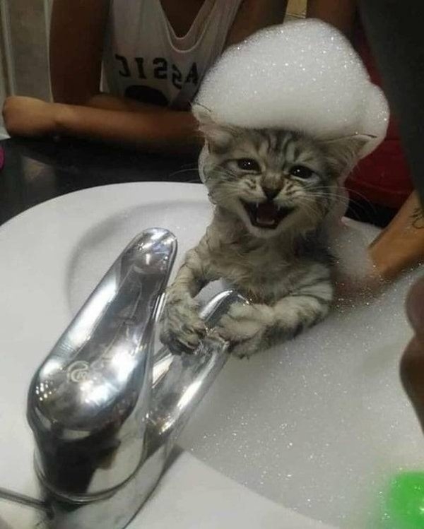 funnycats16_031