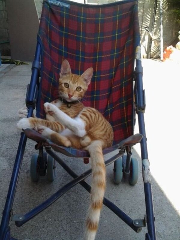 funnycats16_032