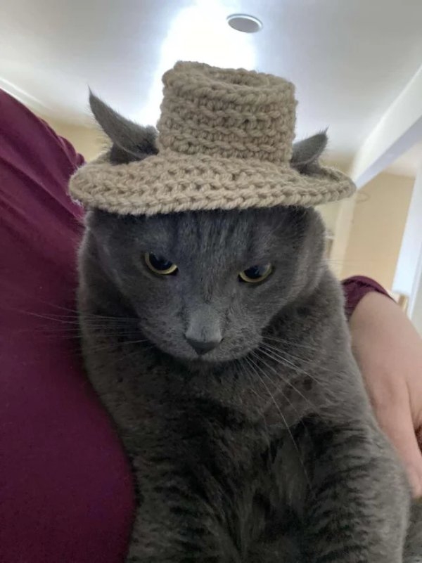 funnycats16_033