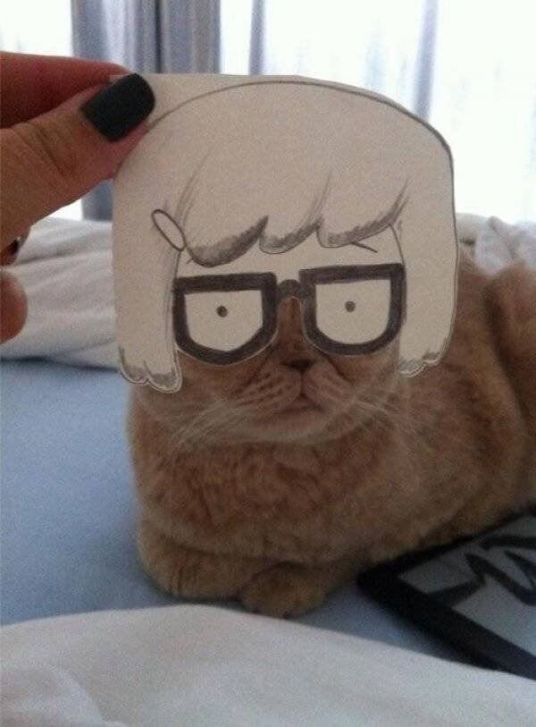 funnycats16_034