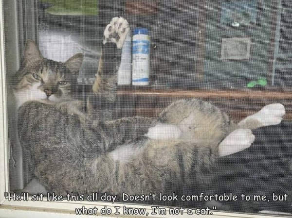 funnycats16_035