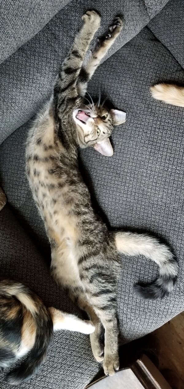 funnycats16_036