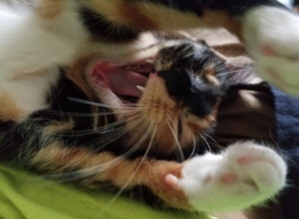 funnycats16_037
