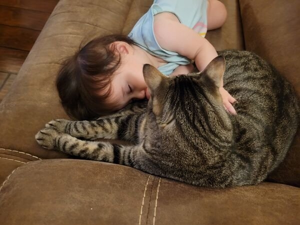 funnycats16_038