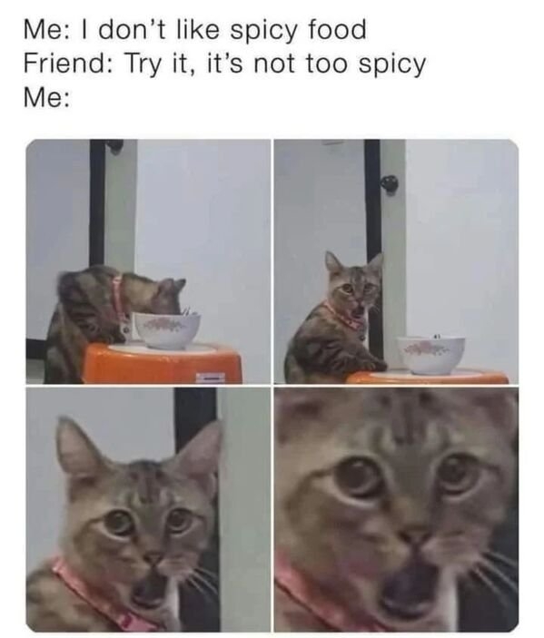 funnycats16_040
