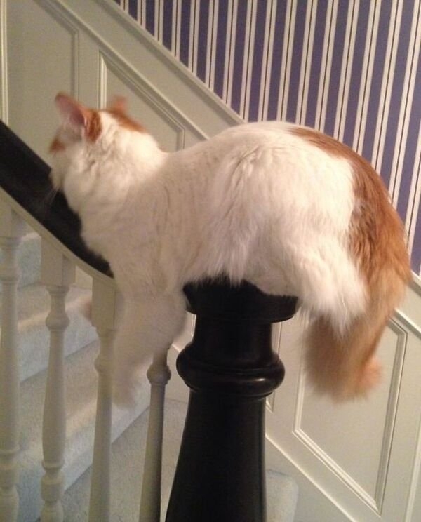 funnycats17_001