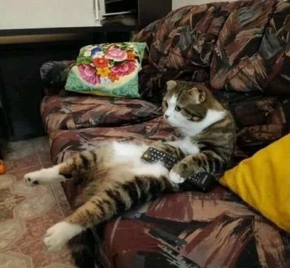 funnycats17_002