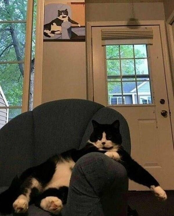 funnycats17_003