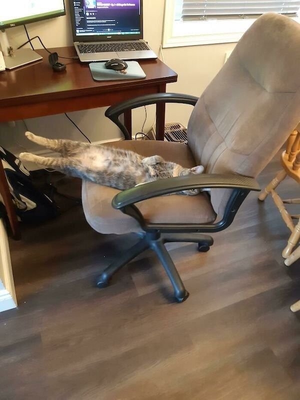 funnycats17_004