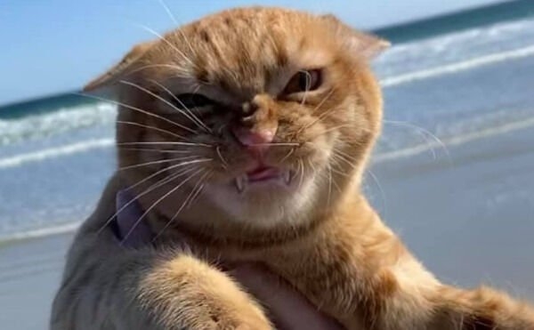 funnycats17_005