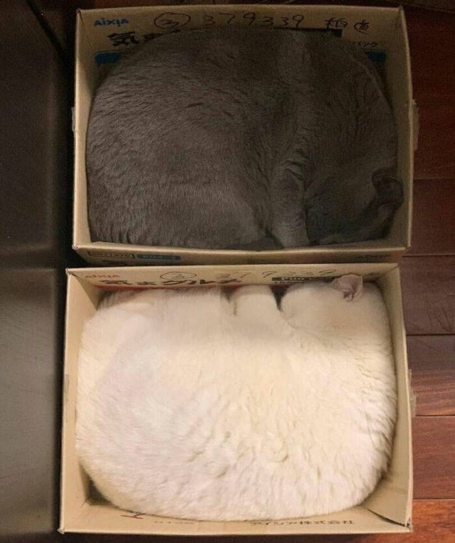 funnycats17_006