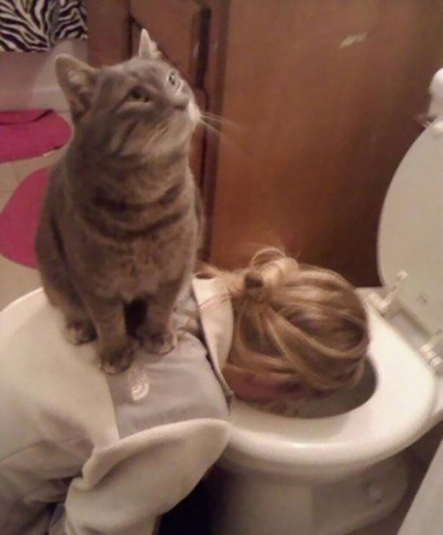 funnycats17_007
