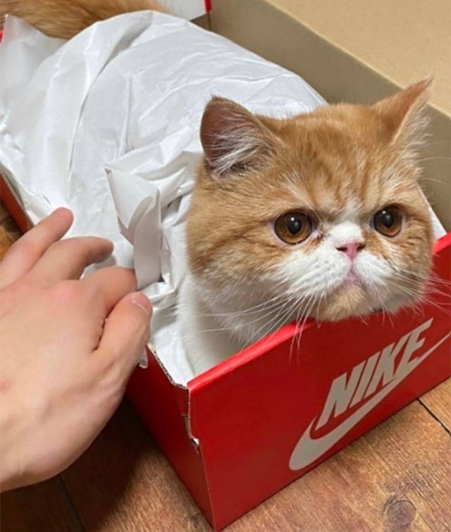funnycats17_008