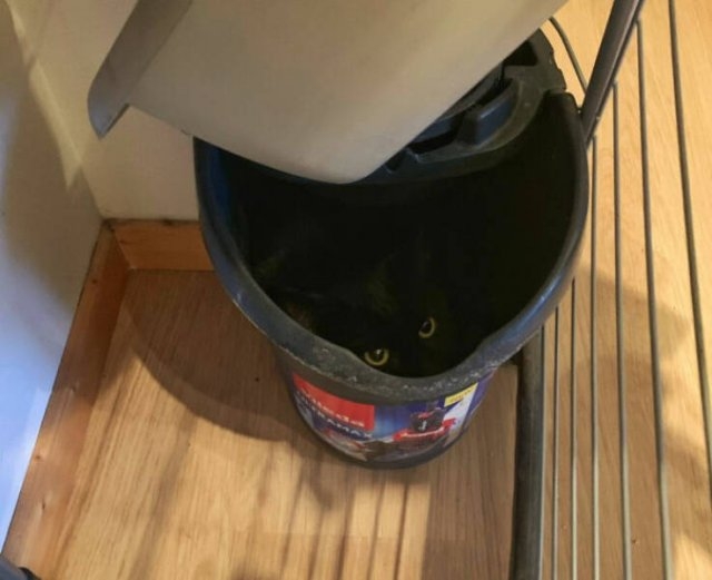 funnycats17_009