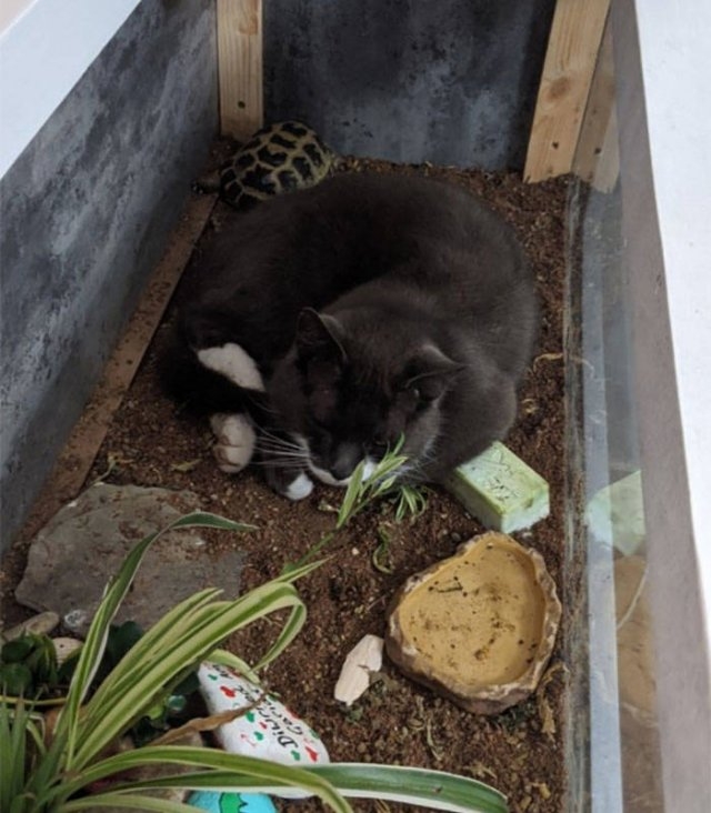 funnycats17_010