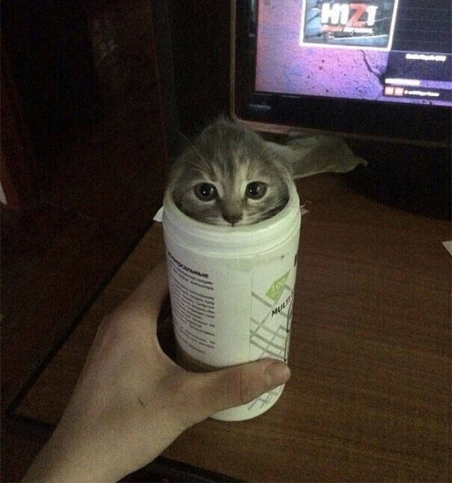 funnycats17_012