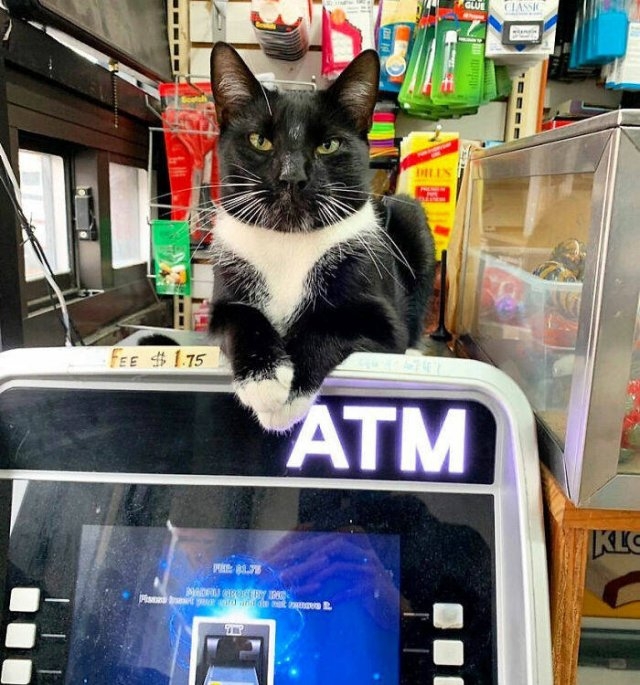 funnycats17_013