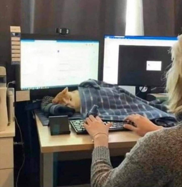 funnycats17_014