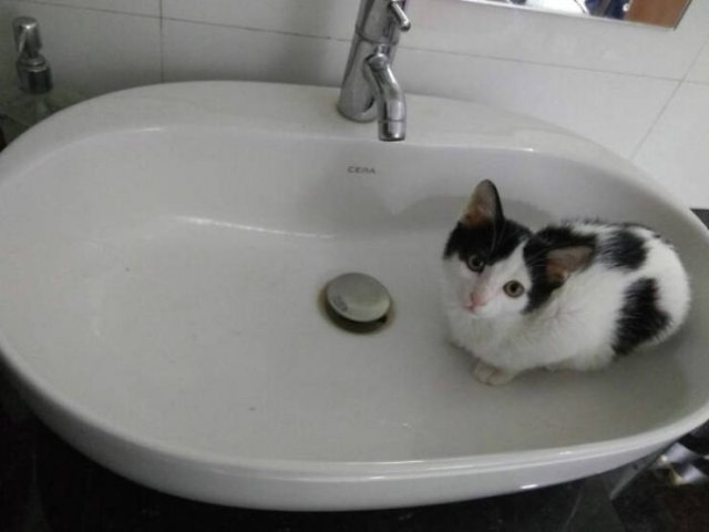 funnycats17_015