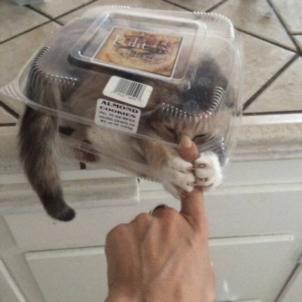 funnycats17_017