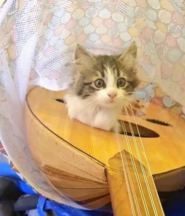 funnycats17_018
