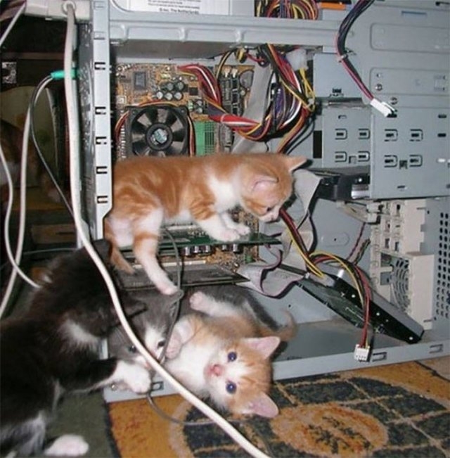 funnycats17_019