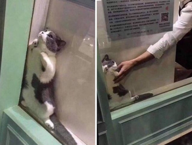 funnycats17_020