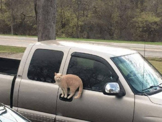 funnycats17_021