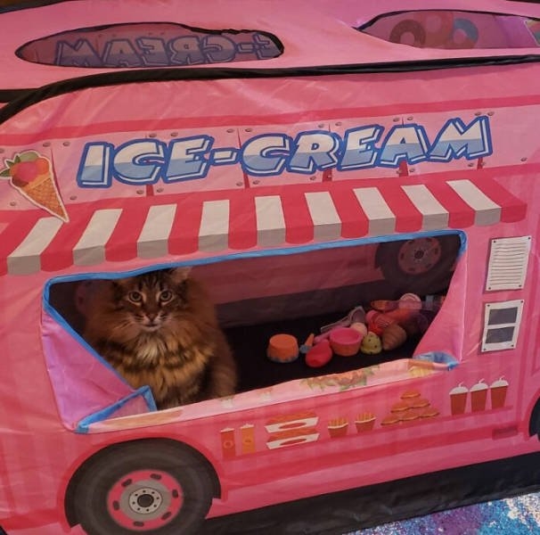 funnycats17_022