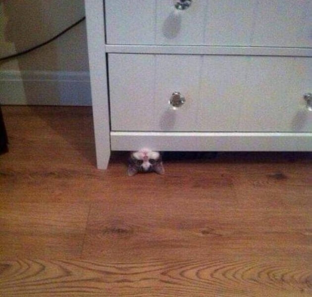 funnycats17_023