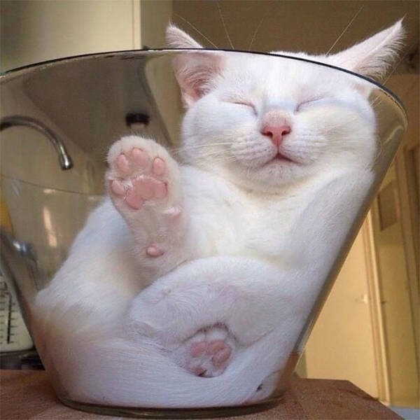 funnycats17_024
