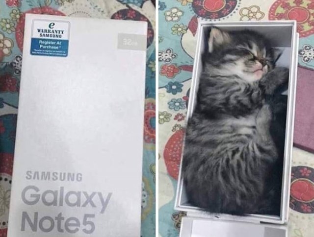 funnycats17_025