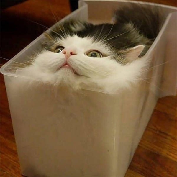 funnycats17_027