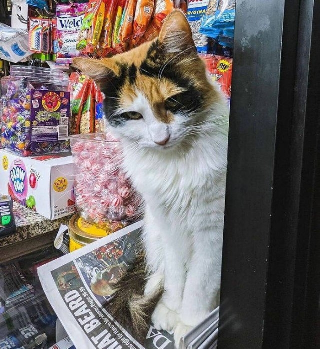 funnycats17_028