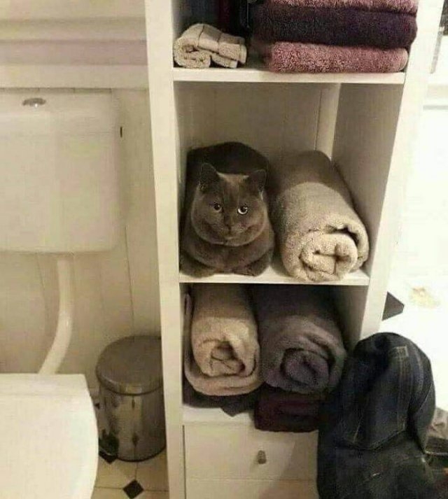 funnycats17_029