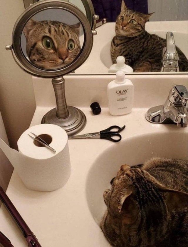 funnycats17_030