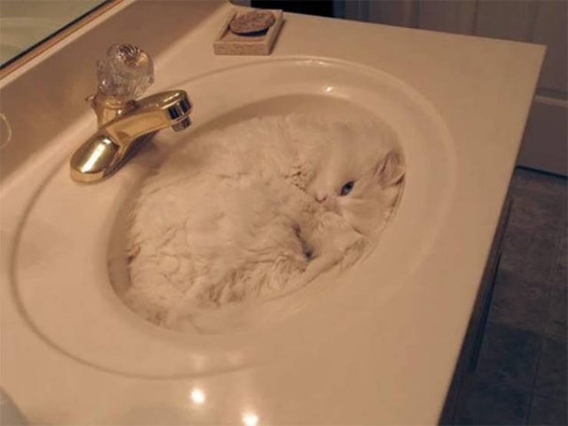 funnycats17_031