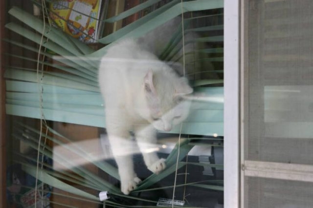 funnycats17_032