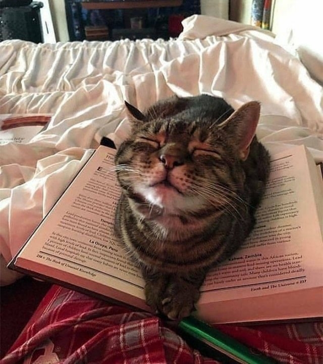 funnycats17_034