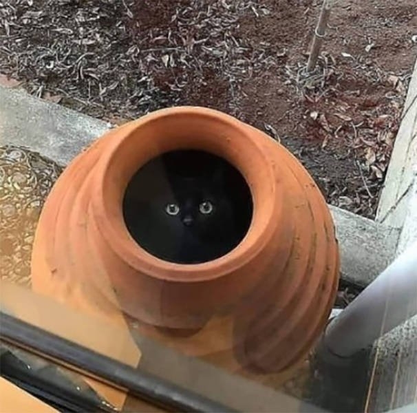 funnycats17_037