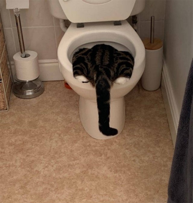 funnycats17_038