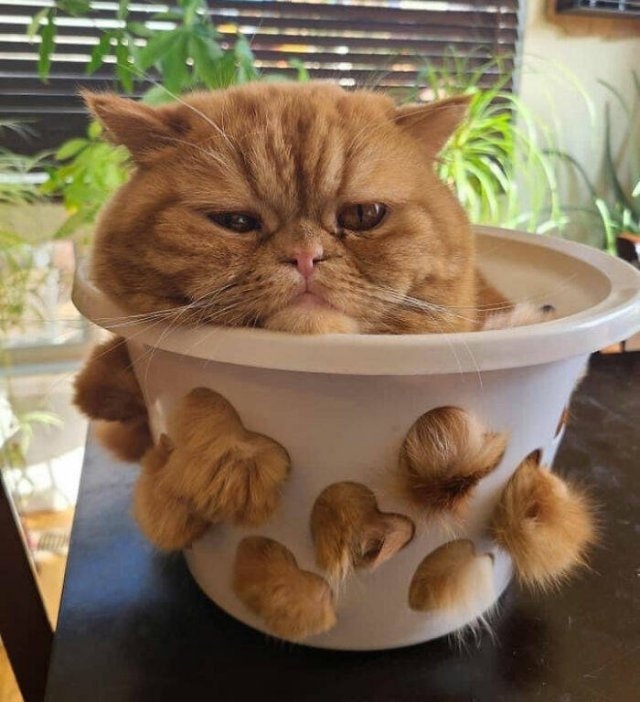 funnycats17_039