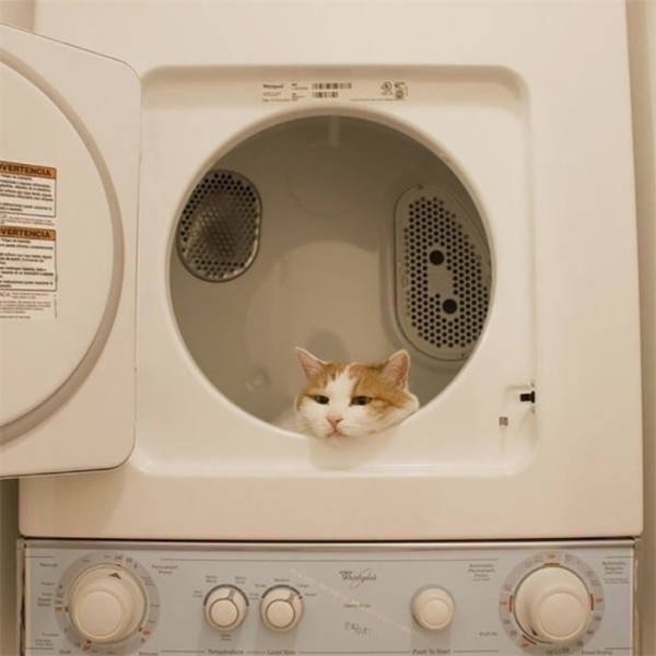 funnycats17_040
