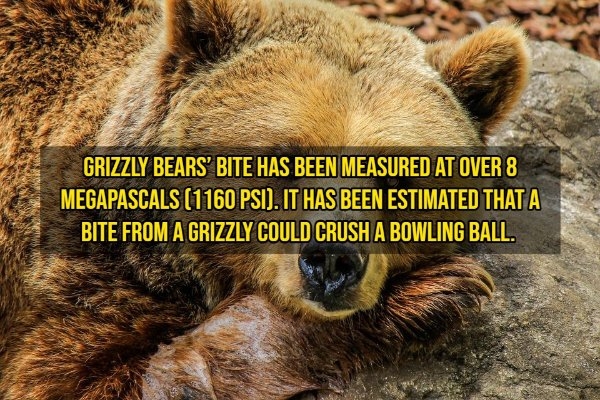 pixarfacts20_008