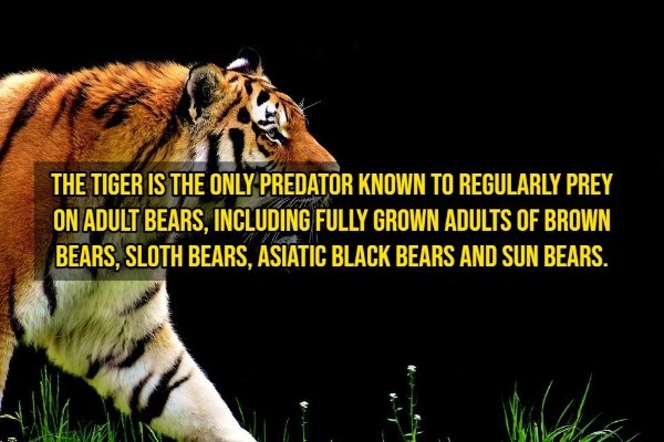 pixarfacts20_012