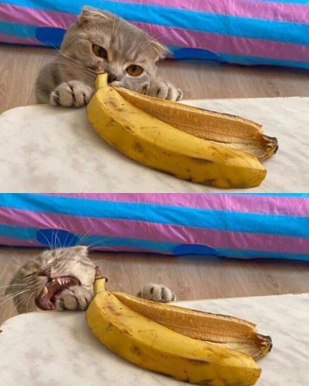 funnyanimals38_038